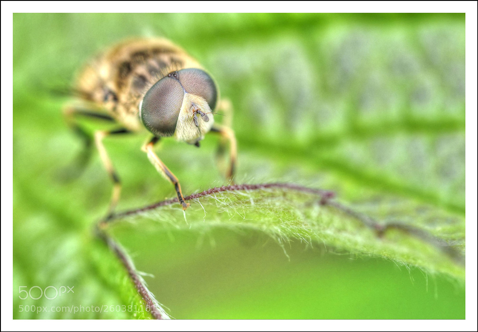 Olympus OM-D E-M1 Mark II sample photo. Mit offener blende photography