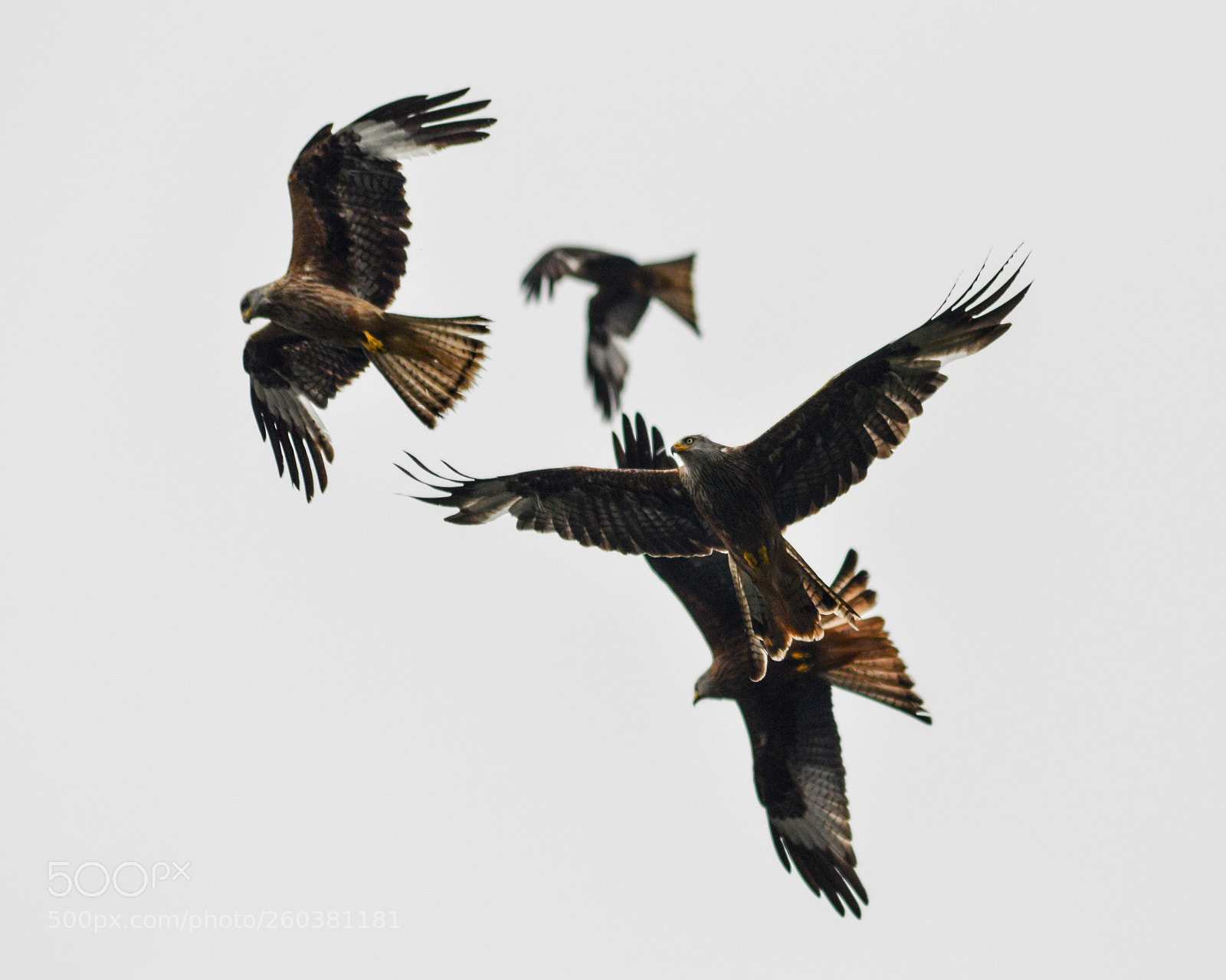 Nikon D3200 sample photo. Red kites photography