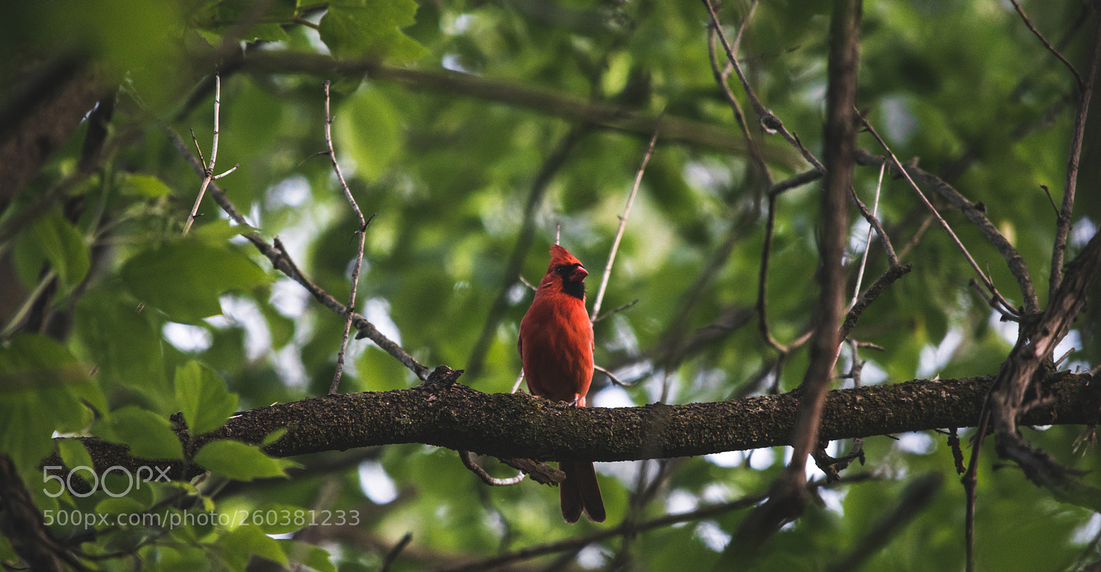 Nikon D5300 sample photo. Cardinal or car alarm? photography
