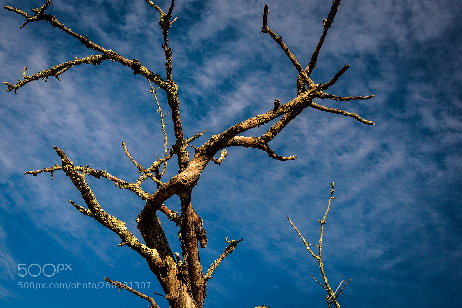 Nikon D750 sample photo. Gnarled dry trees towards photography