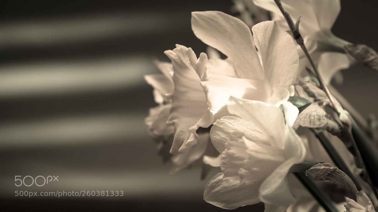 Nikon D750 sample photo. Strange narcissus in the photography