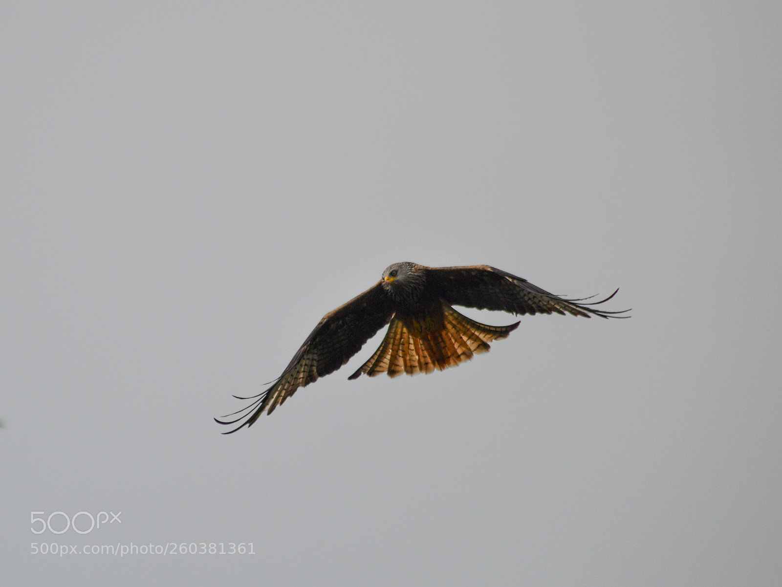 Nikon D3200 sample photo. Red kite photography