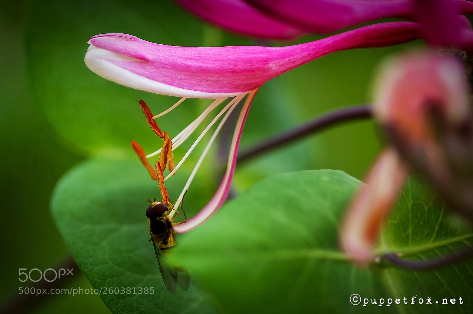 Pentax K-r sample photo. Insect and flower photography