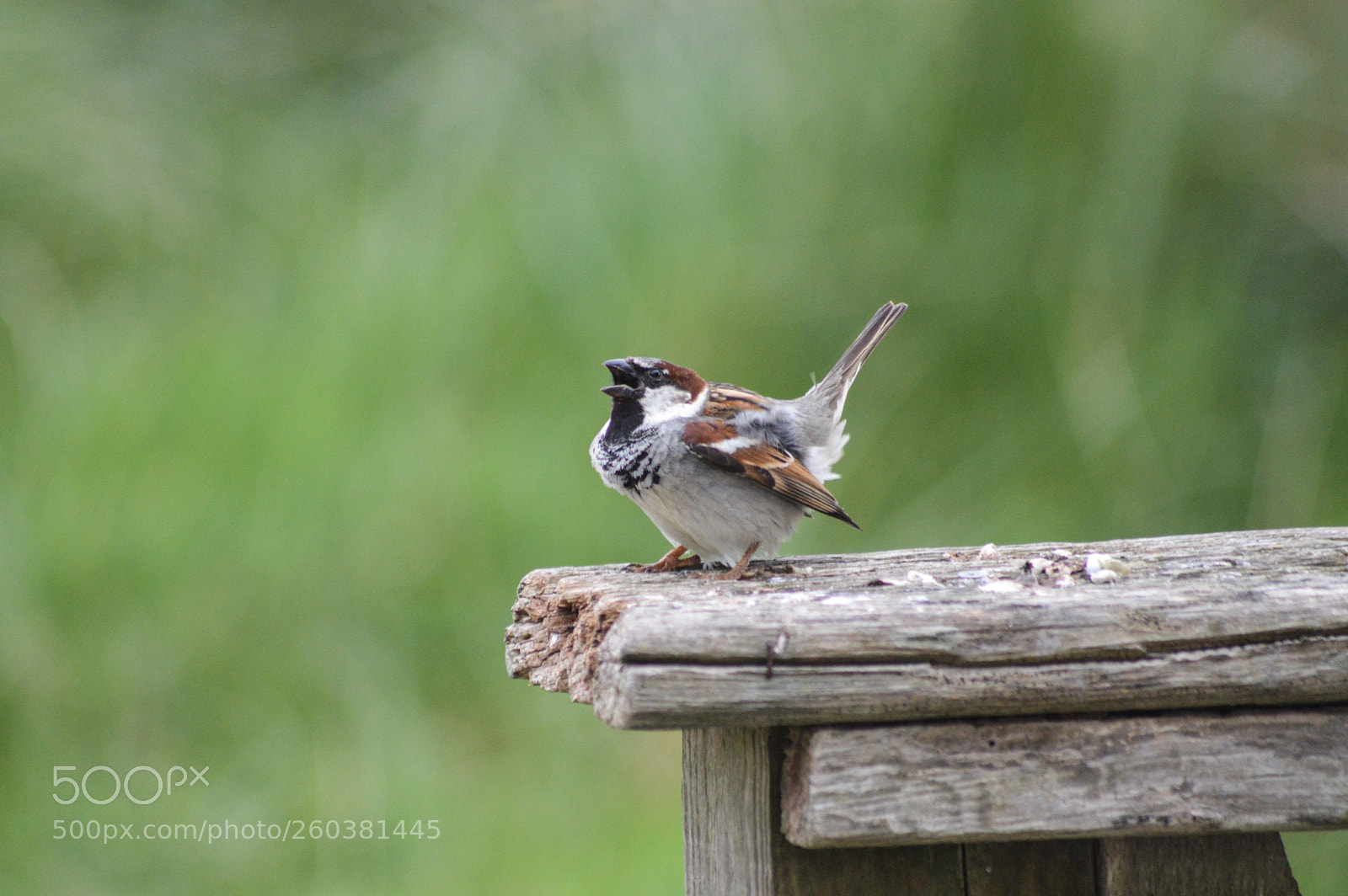 Nikon D3200 sample photo. House sparrow fledgling photography