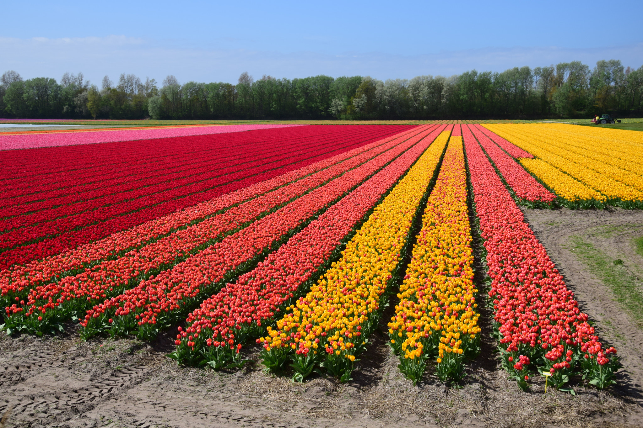 Nikon D5300 sample photo. Tulipfield / de zilk / holland photography