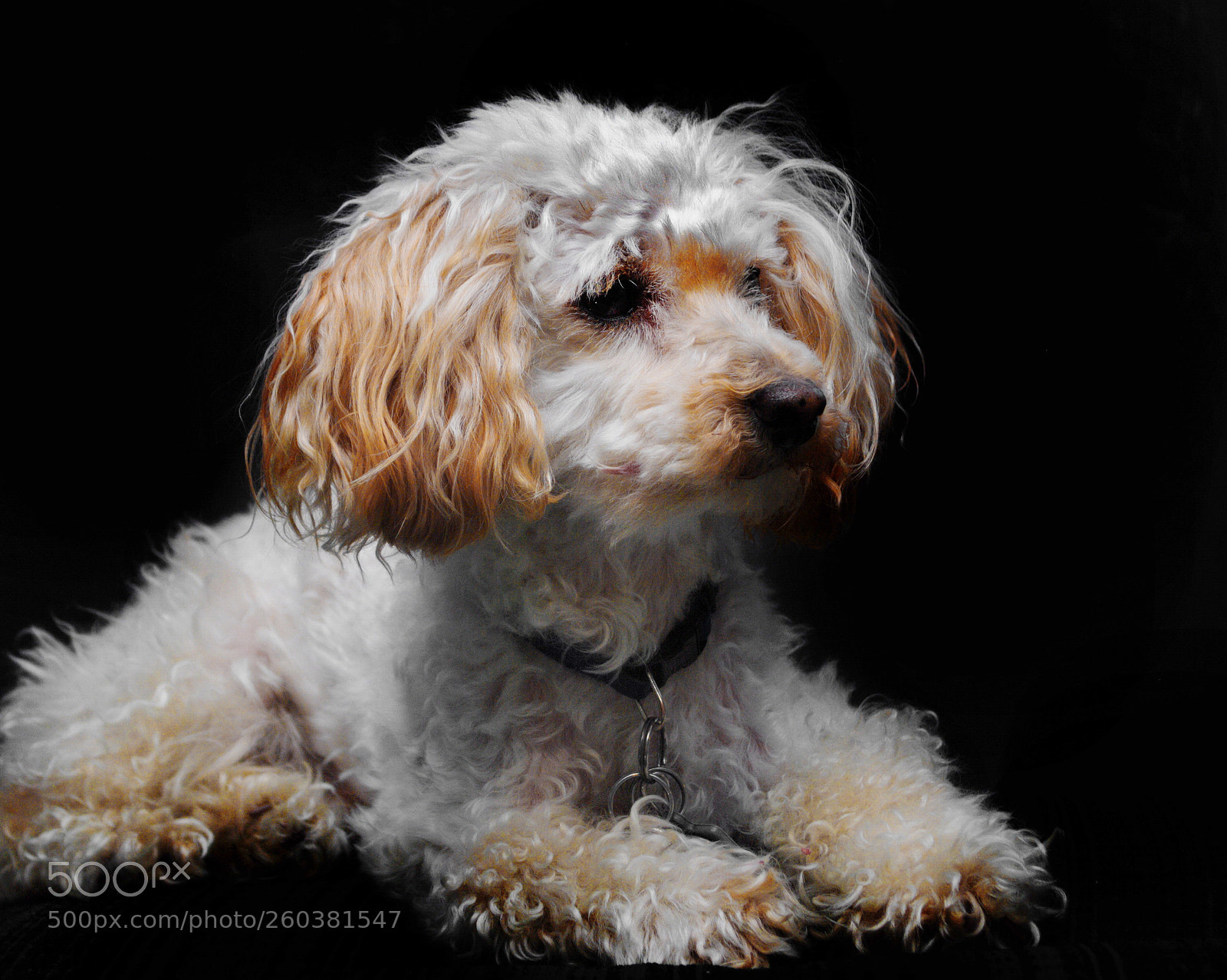 Nikon D3000 sample photo. Toy poodle, photography