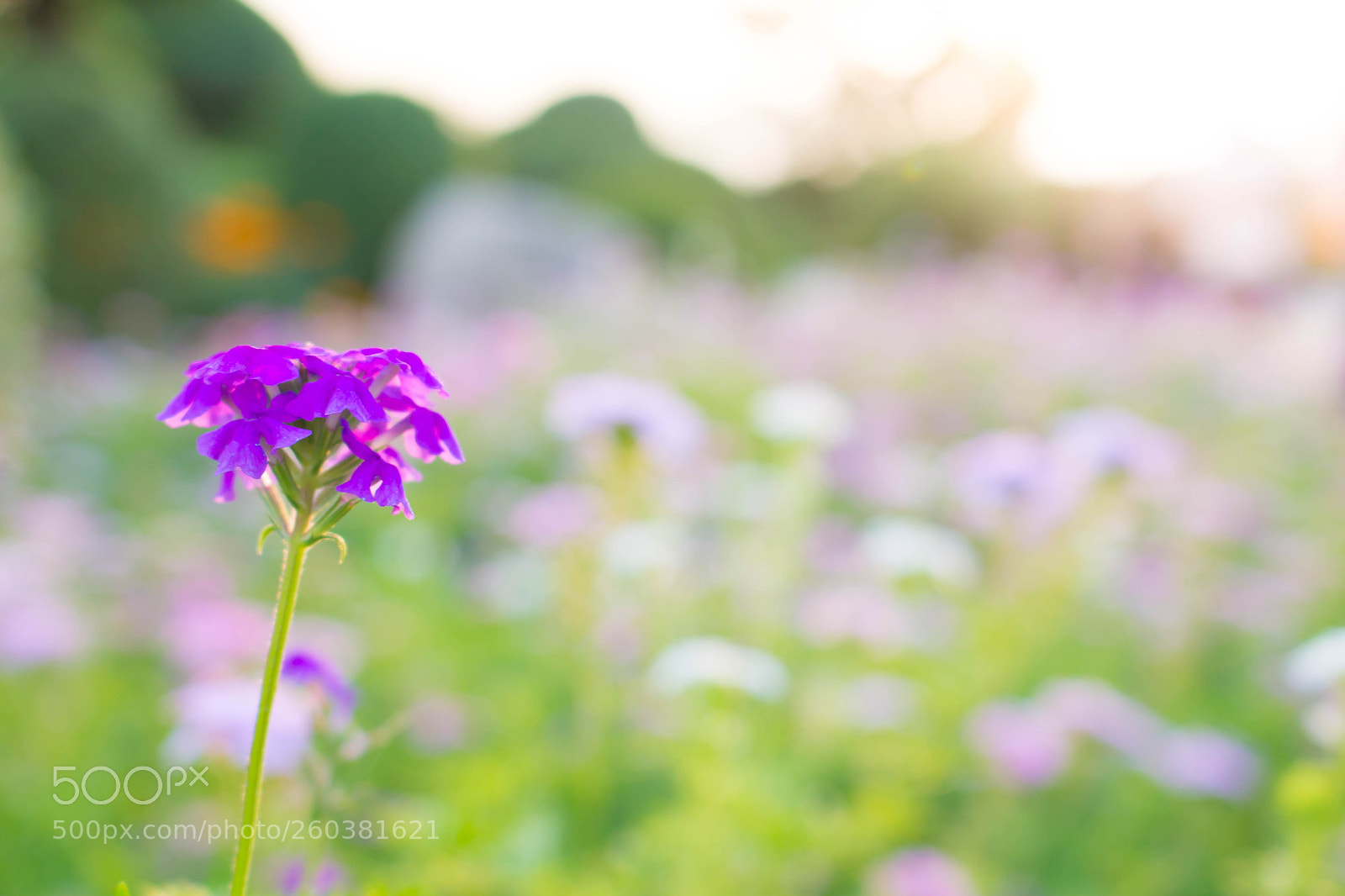 Canon EOS 1100D (EOS Rebel T3 / EOS Kiss X50) sample photo. Little purple flower on photography