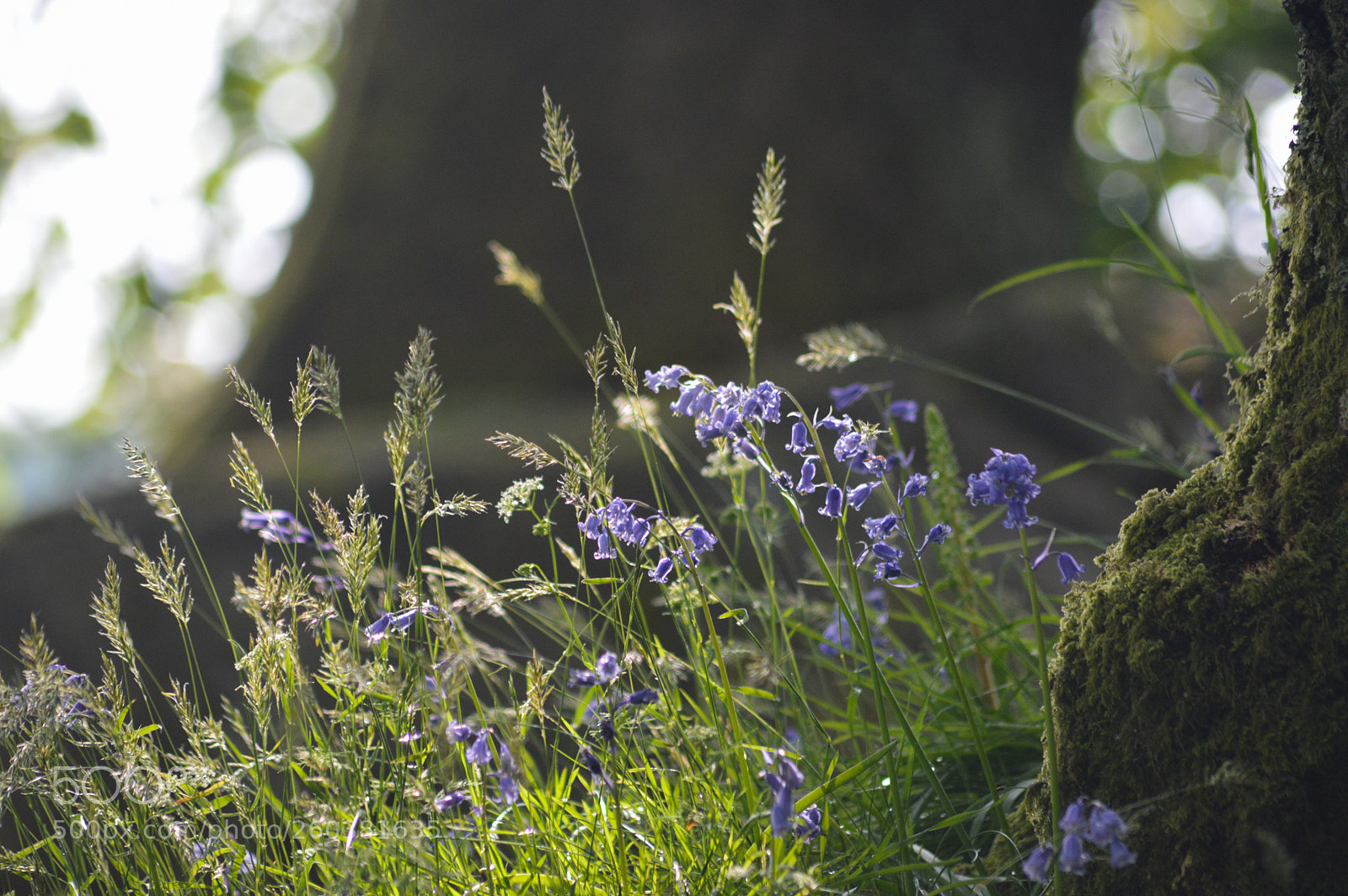 Nikon D3200 sample photo. Bluebells and grasses photography