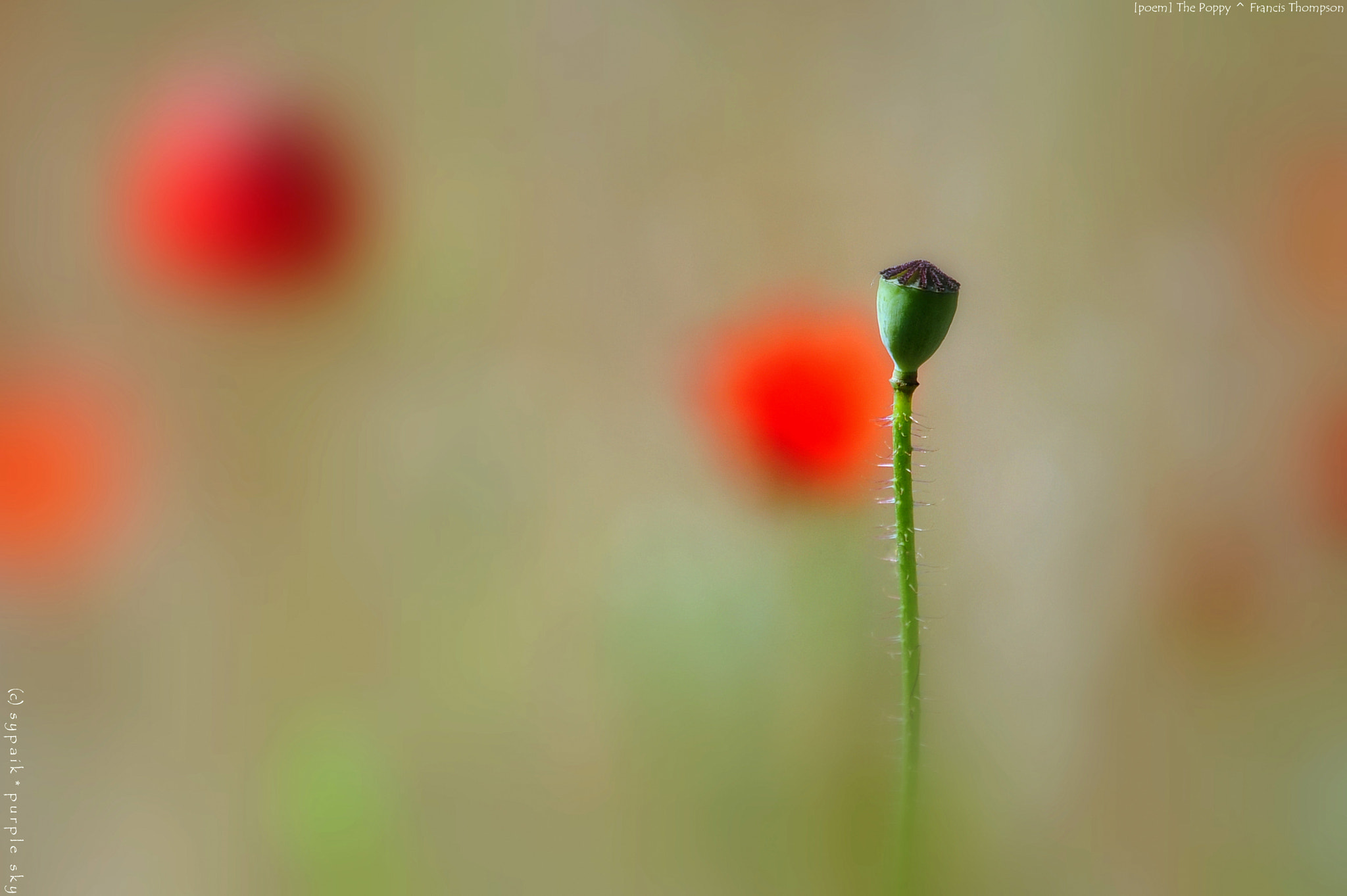 Nikon Nikkor AF-S 300mm F4E PF ED VR sample photo. The poppy ** photography