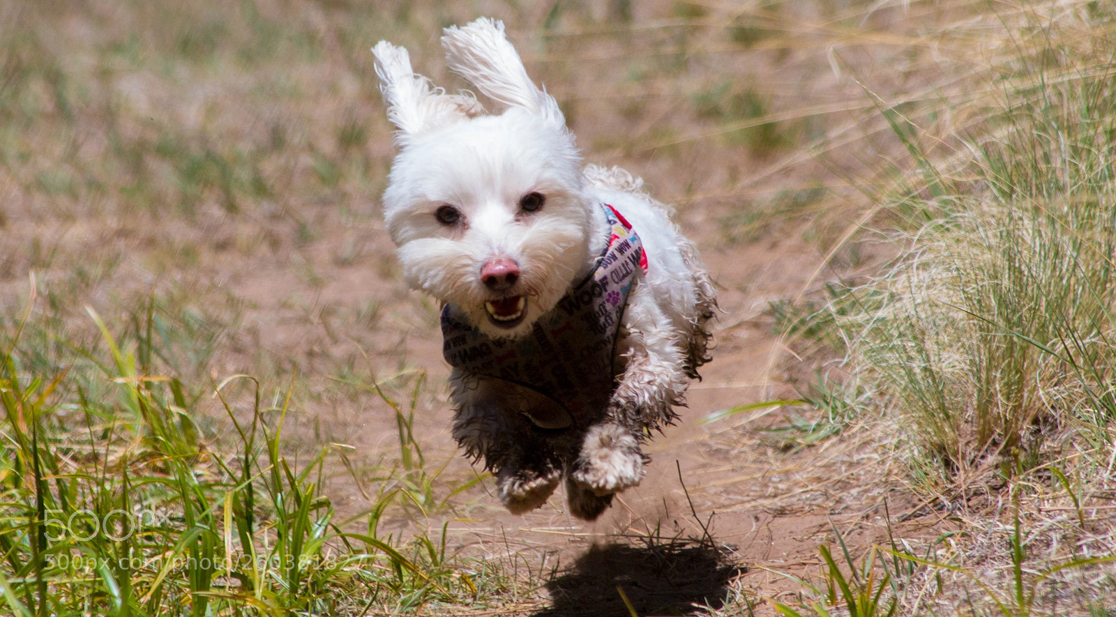 Canon EOS 70D sample photo. A dirty dog is photography
