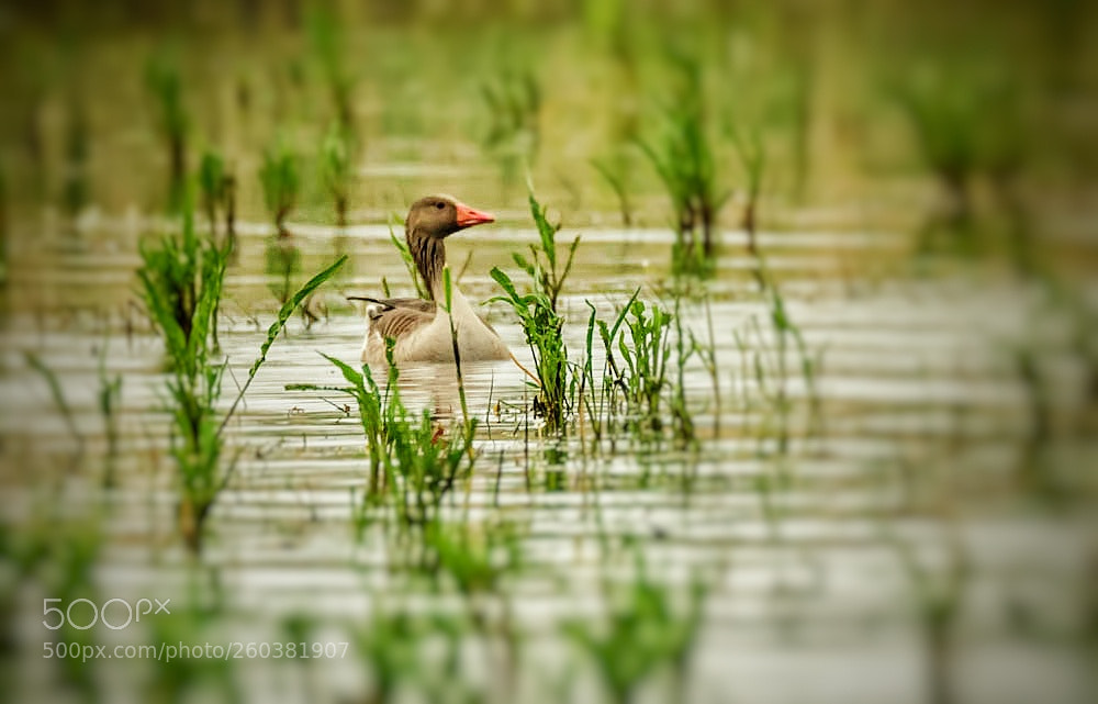Nikon D500 sample photo. Oie sauvage en promenade photography