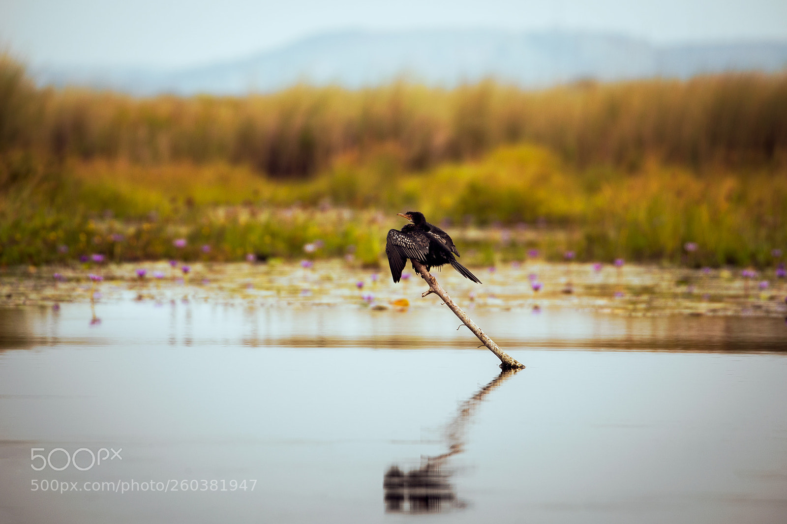 Canon EOS 6D sample photo. Mabamba swamp photography