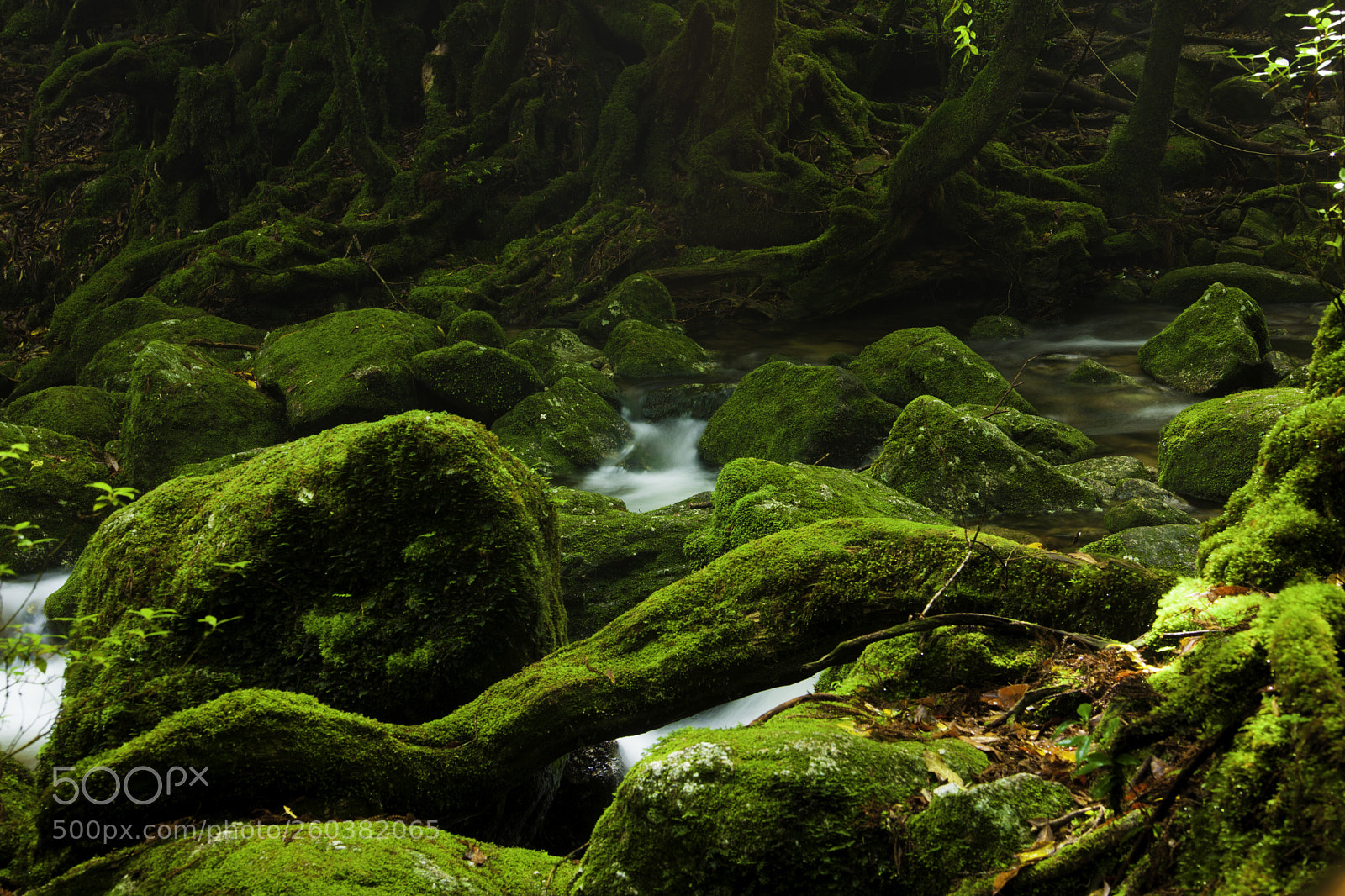 Canon EOS 5D Mark II sample photo. Yakushima x photography