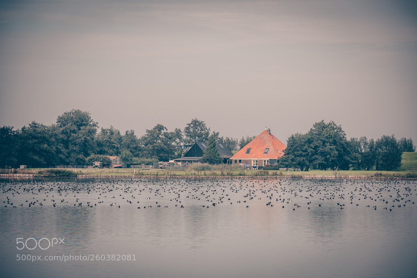 Nikon D810 sample photo. Wild geese on the photography
