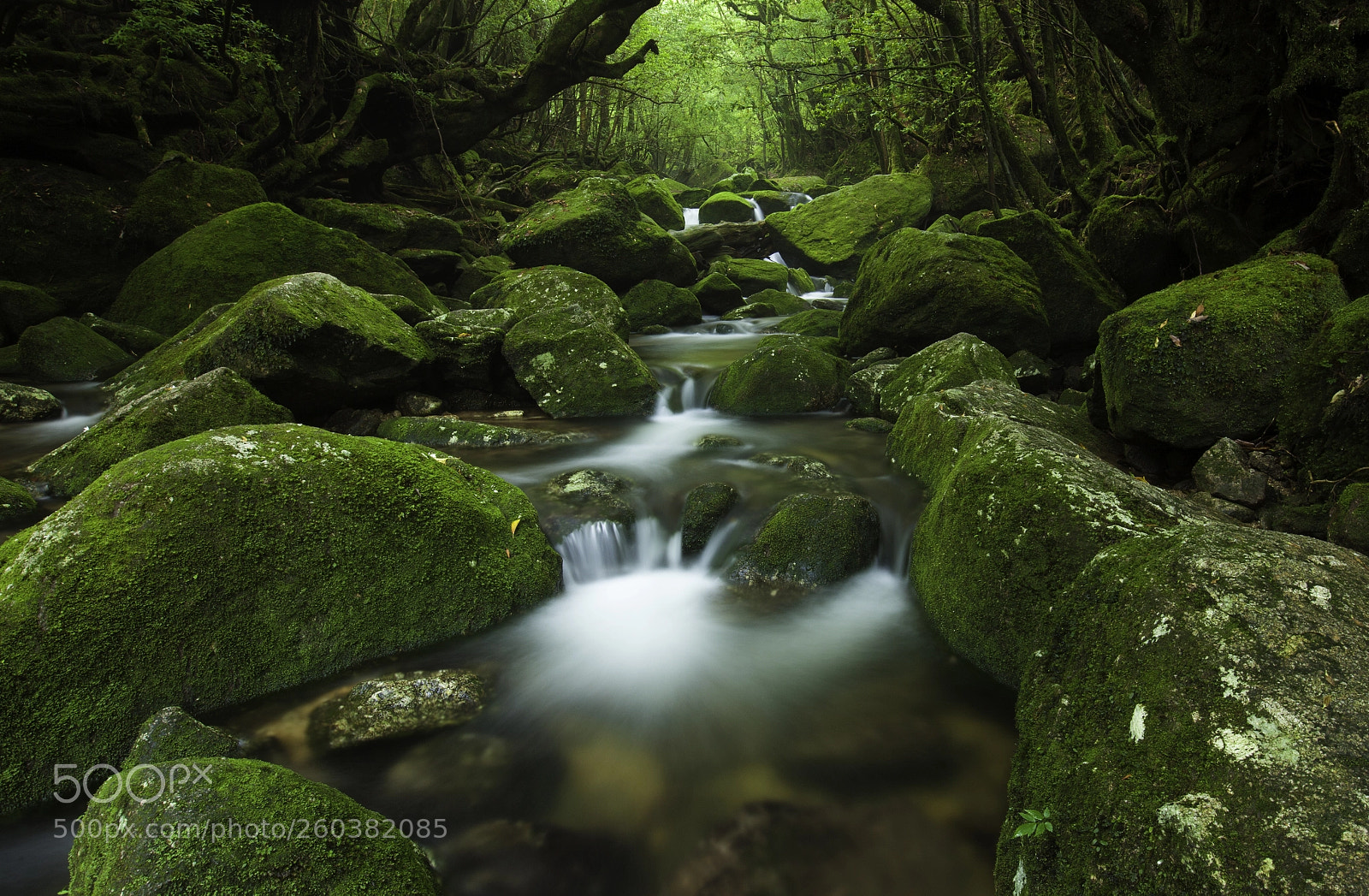 Canon EOS 5D Mark II sample photo. Yakushima xi photography