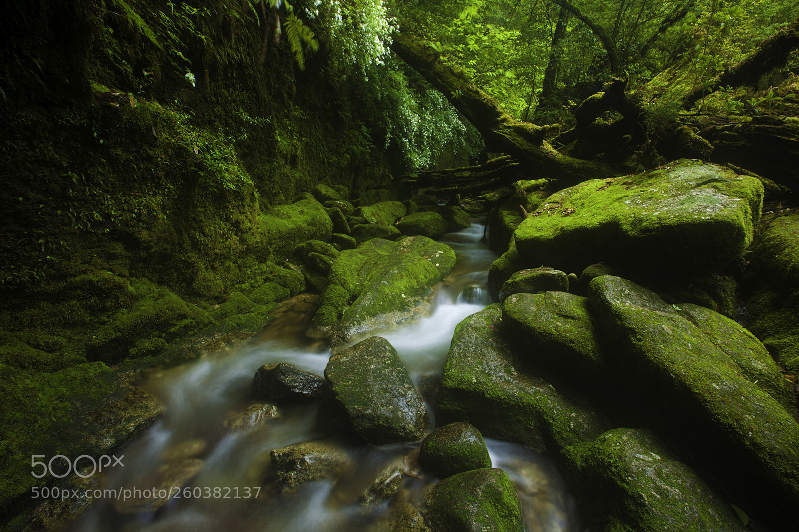 Canon EOS 5D Mark II sample photo. Yakushima xii photography