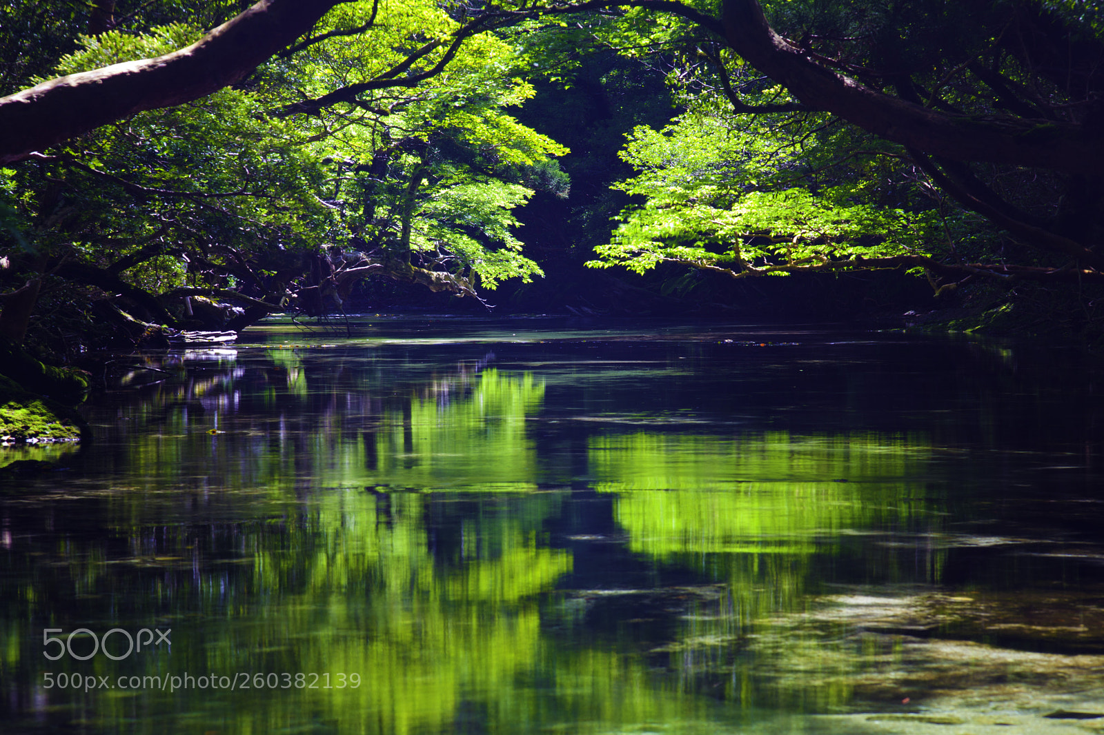 Canon EOS 5D Mark II sample photo. Yakushima xiii photography