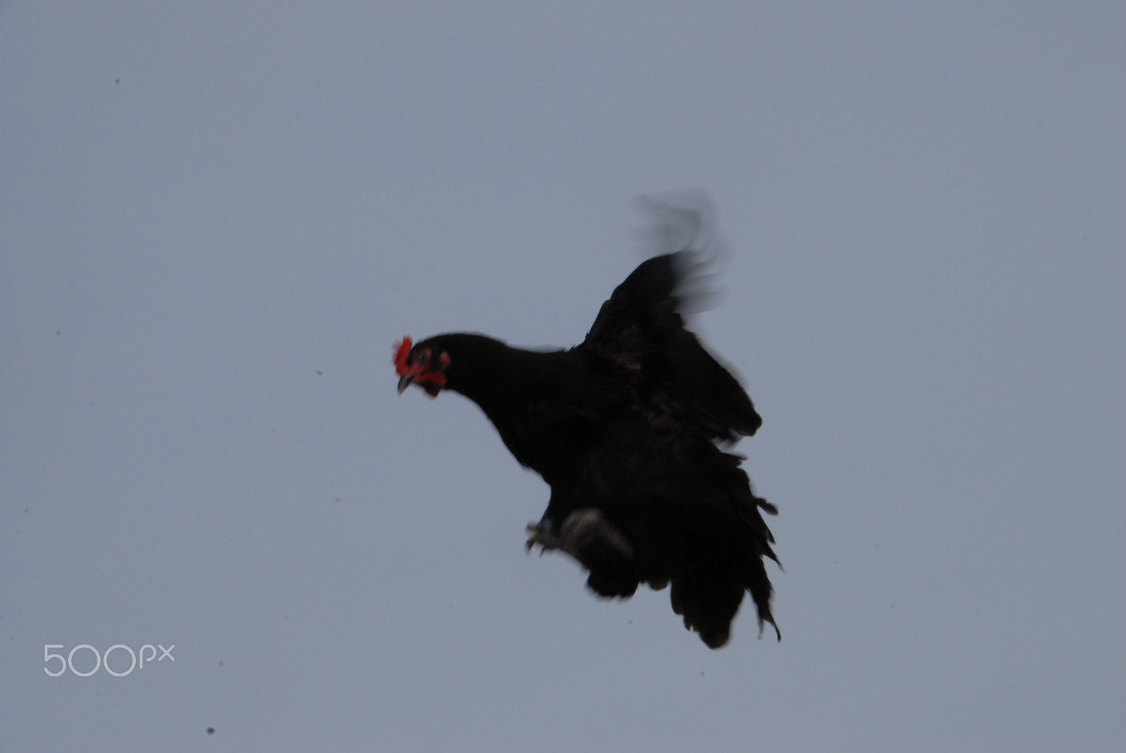 Nikon D200 sample photo. Flying chicken photography