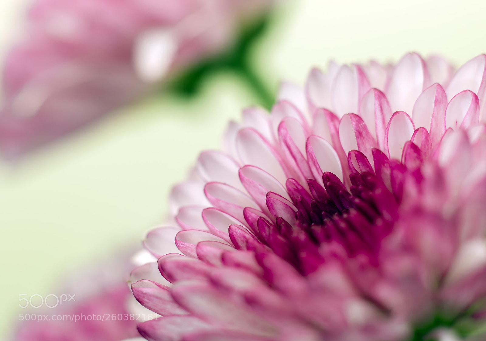Canon EOS 7D Mark II sample photo. Chrysanthemums photography