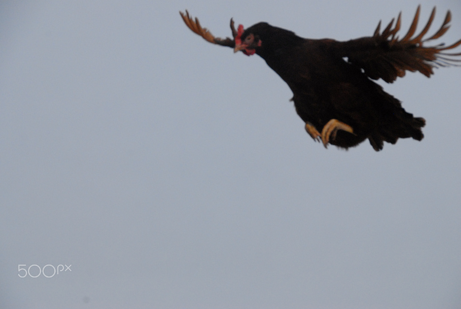 Nikon D200 sample photo. Flying chicken 2 photography