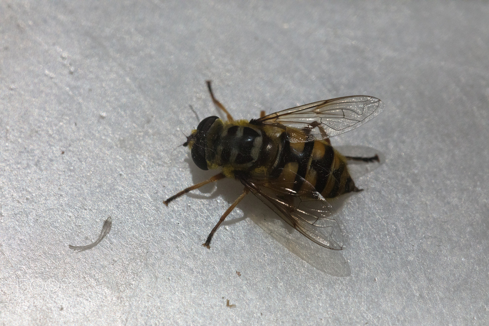 Canon EOS 5DS R sample photo. Macro bee sting photography