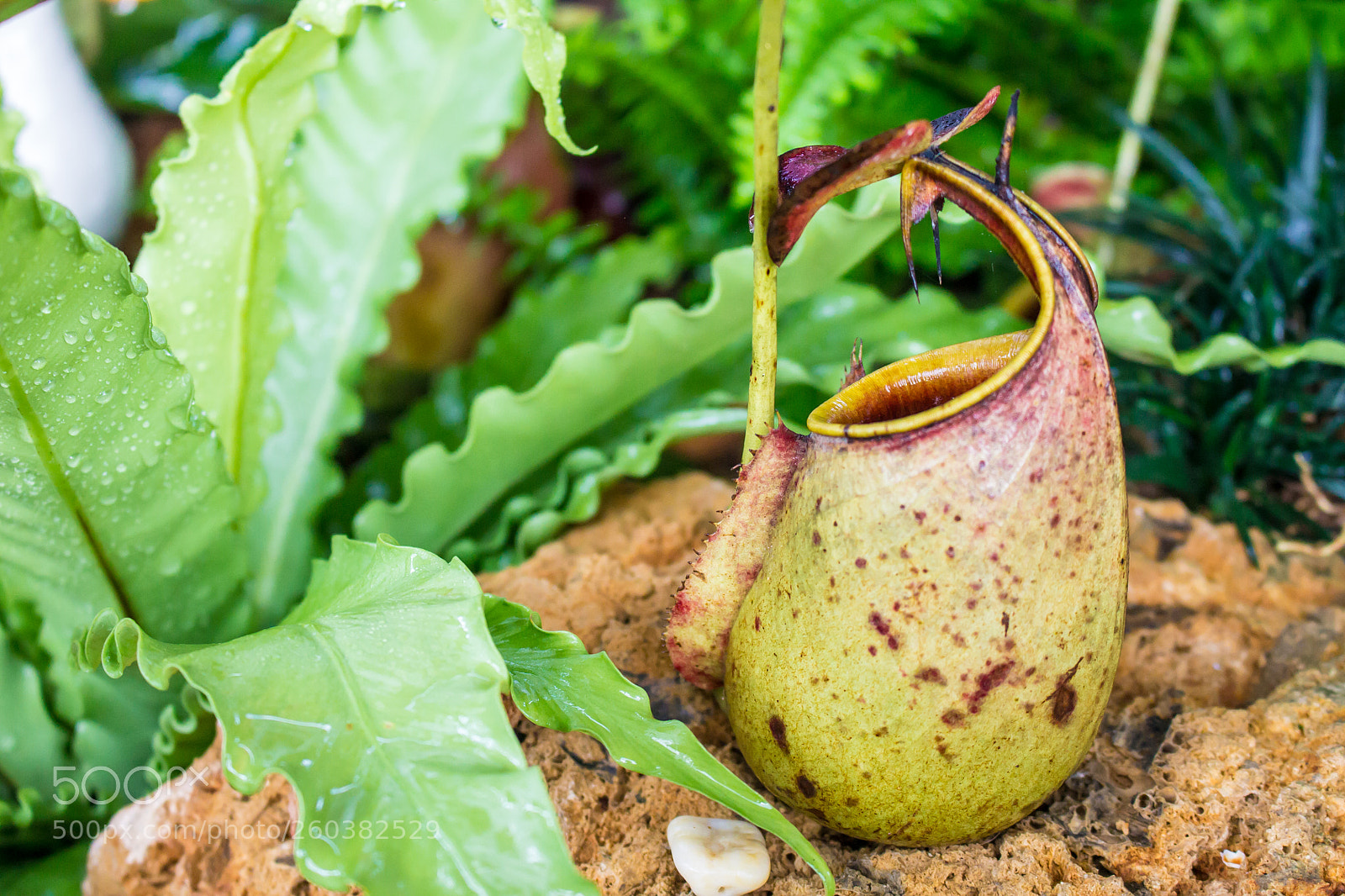 Canon EOS 1100D (EOS Rebel T3 / EOS Kiss X50) sample photo. Nepenthes, tropical pitcher plants photography