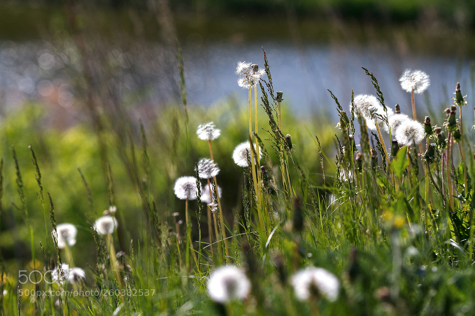 Canon EOS 7D sample photo. Summer photography