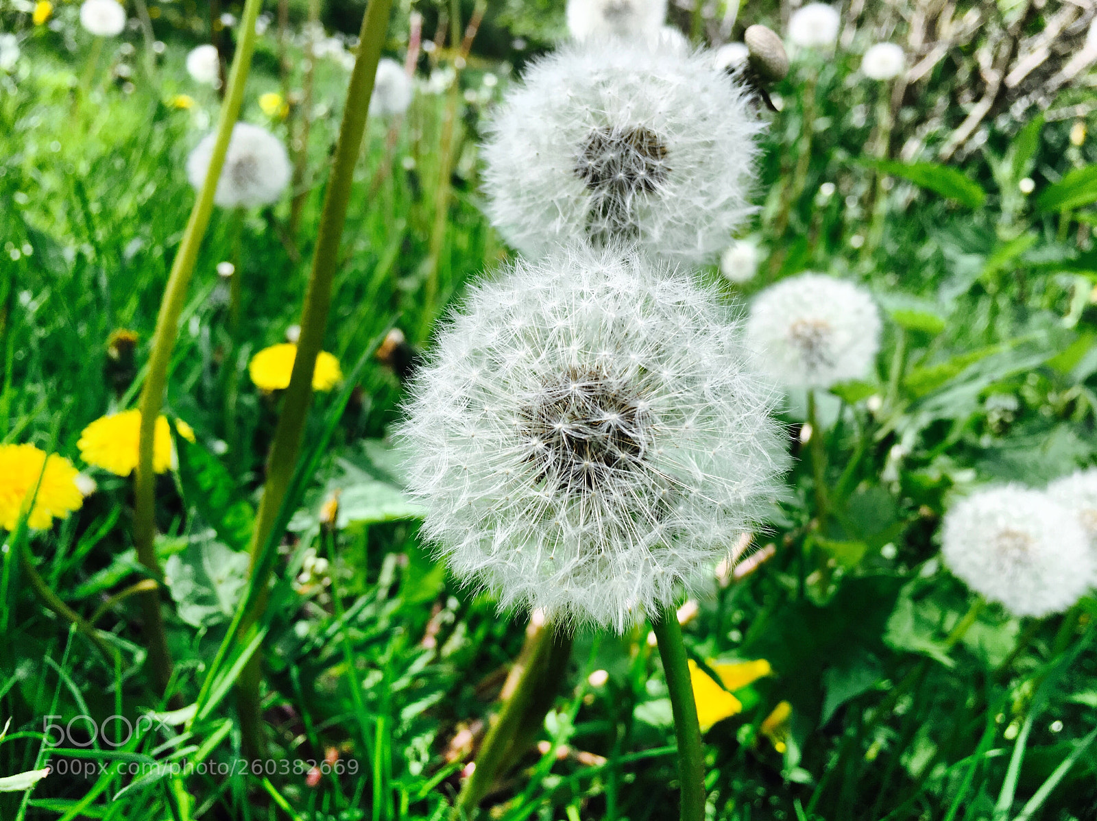 Apple iPhone 6s sample photo. Untitled photography