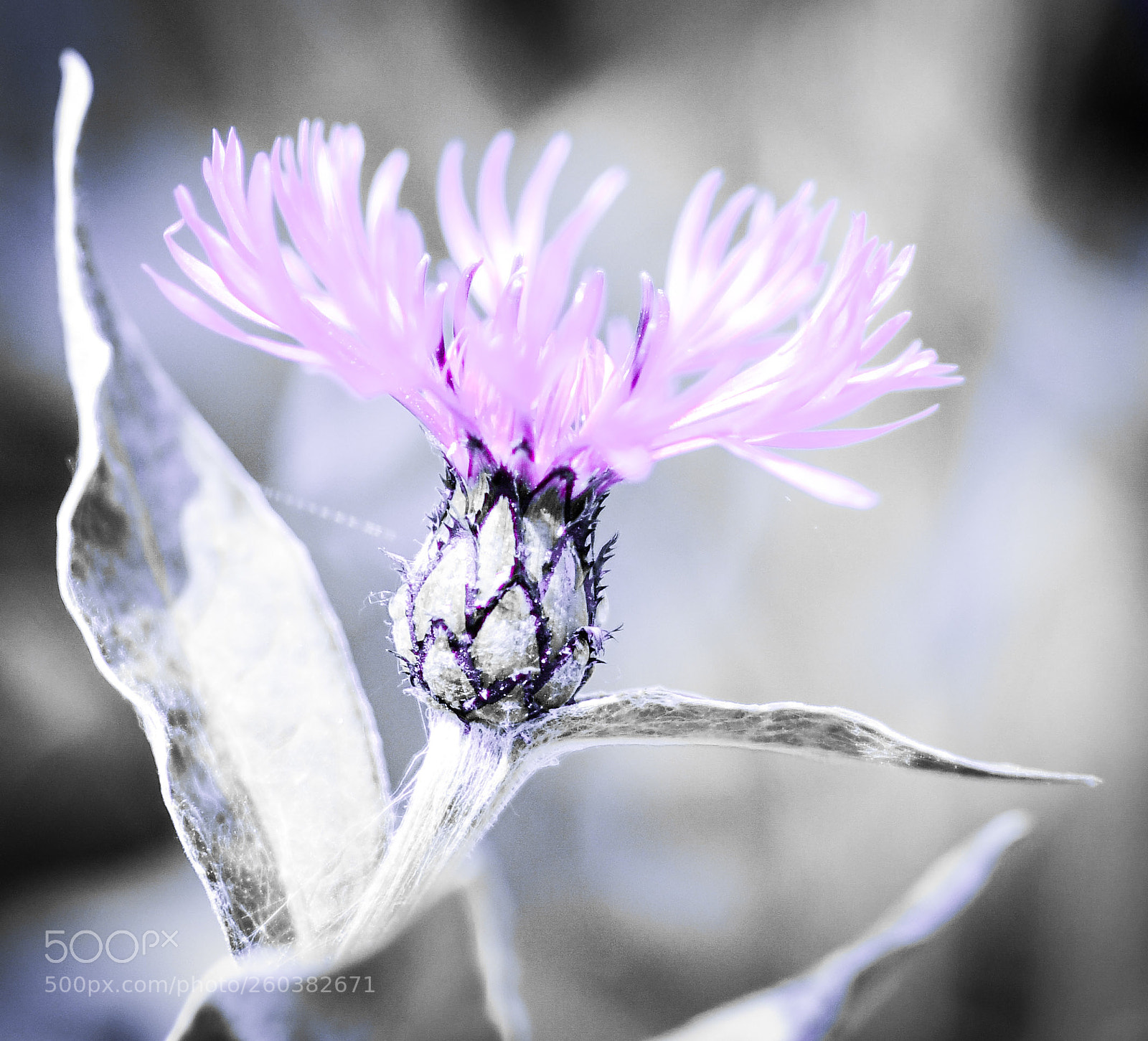 Nikon D7500 sample photo. . photography