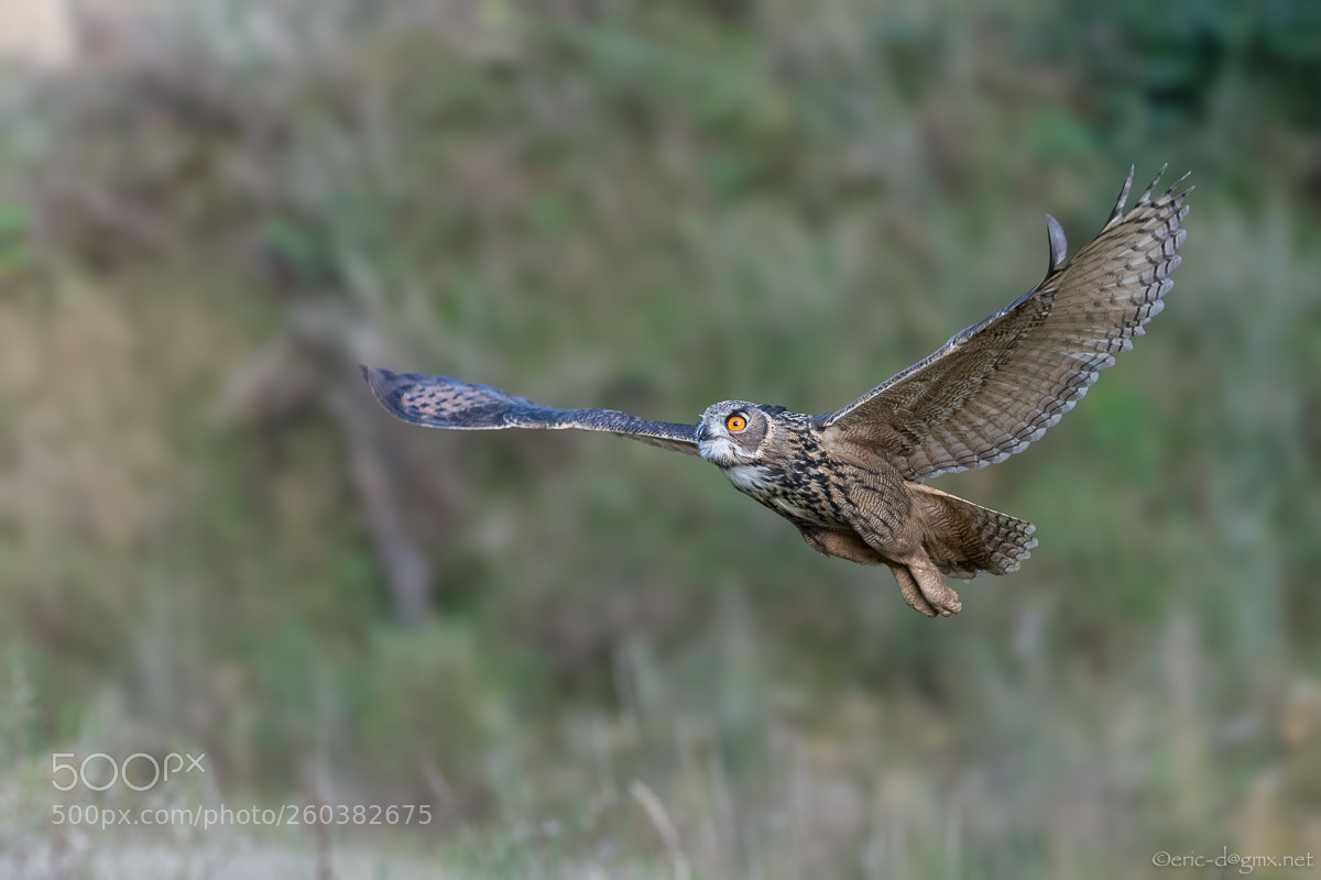 Nikon D5 sample photo. A young eagle owl photography