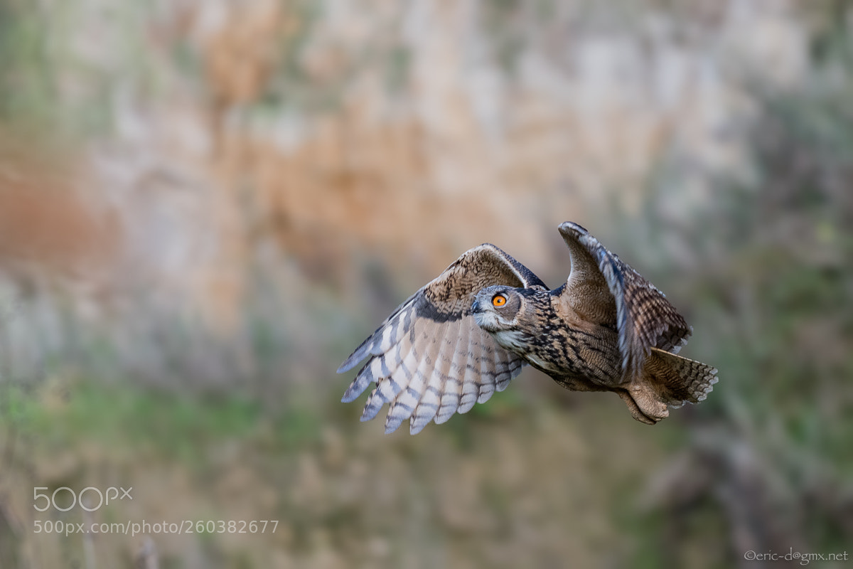 Nikon D5 sample photo. A young eagle owl photography