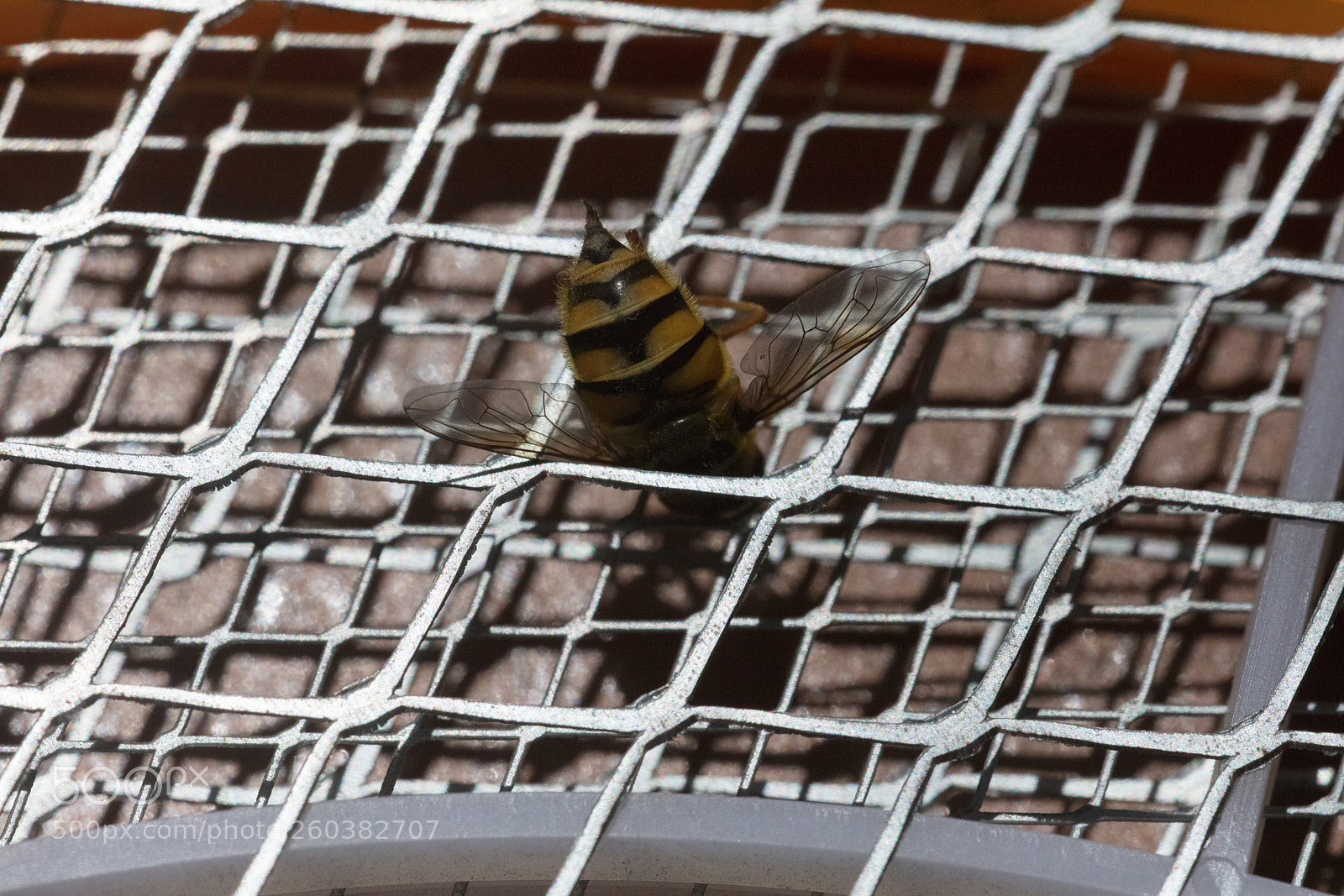 Canon EOS 5DS R sample photo. Macro bee sting photography