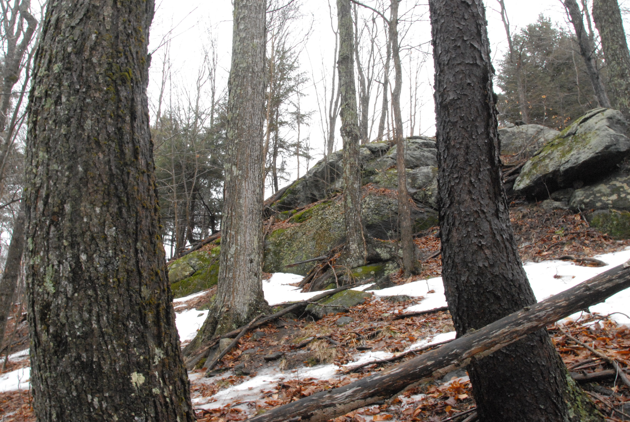 Nikon D200 sample photo. Forest1 photography