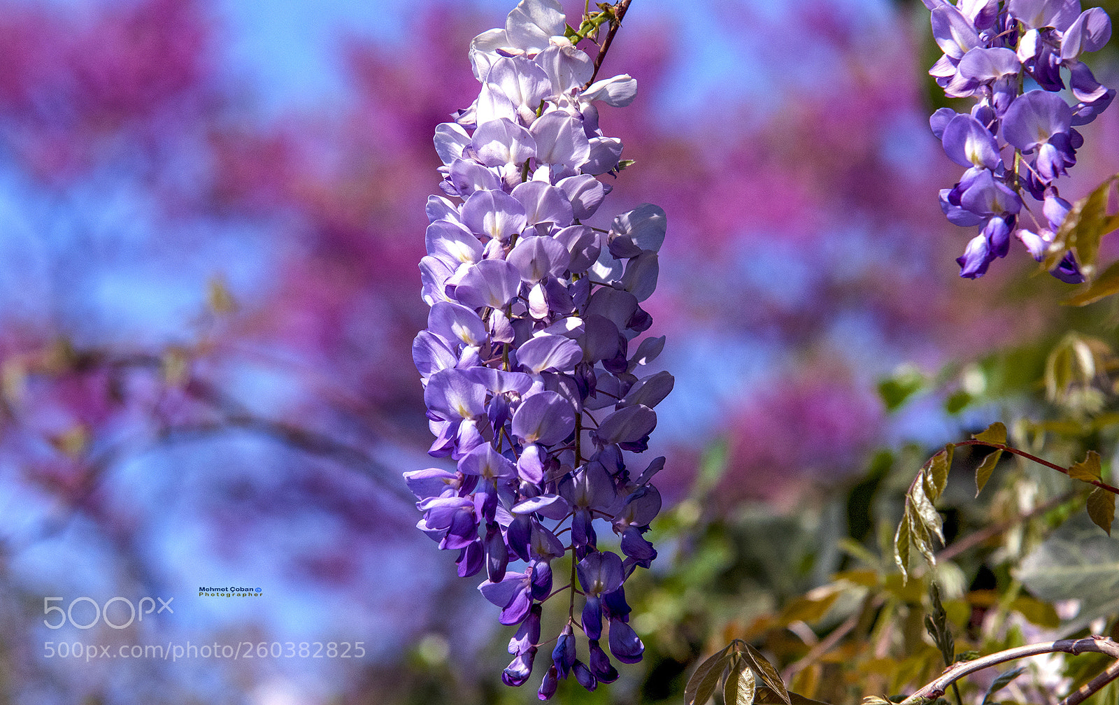 Pentax K-3 II sample photo. Purple cluster flowers photography