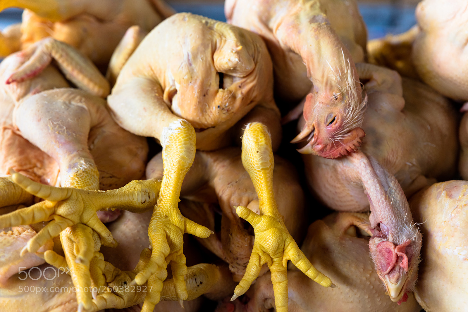 Canon EOS 5DS R sample photo. Chicken exposed in market photography