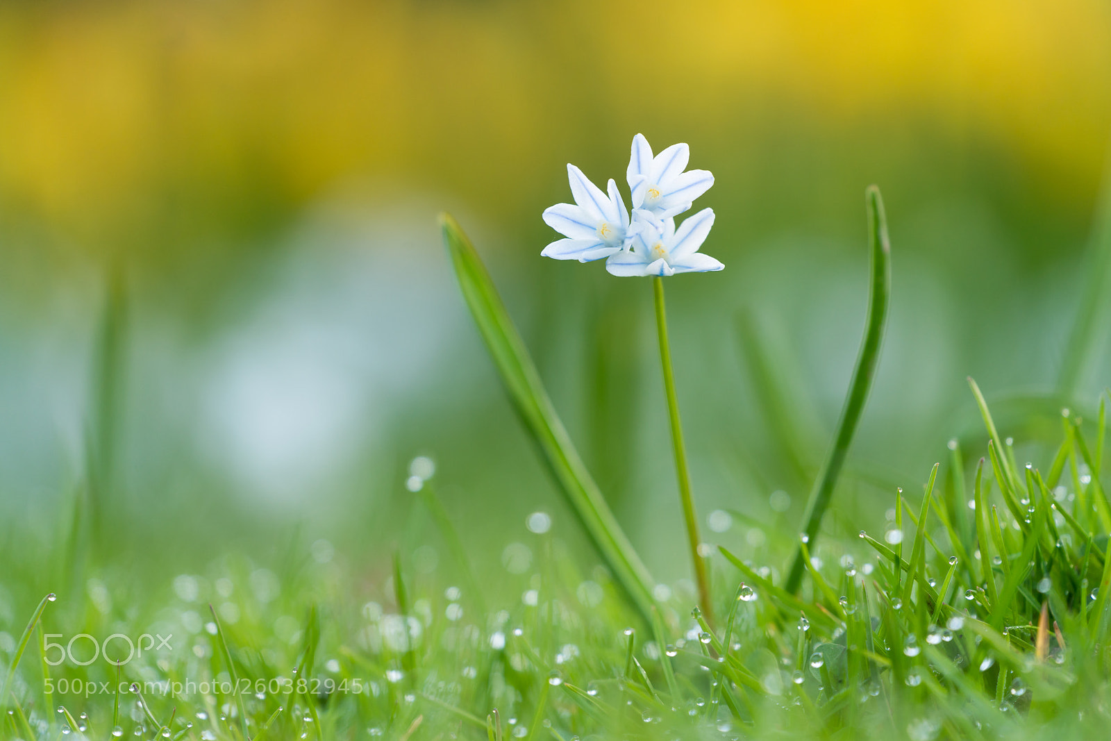 Sony a7R II sample photo. Little alpine squill in photography