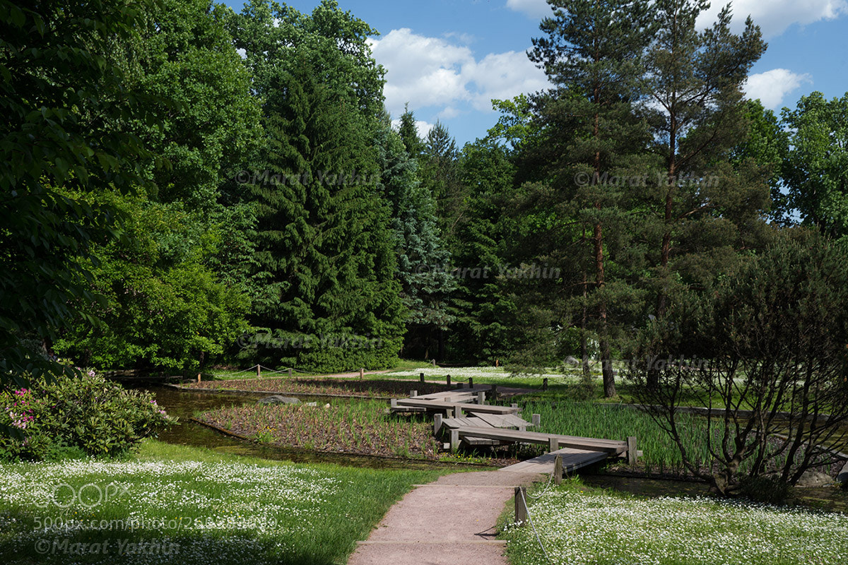 Canon EOS 6D sample photo. Onion in park moscow photography