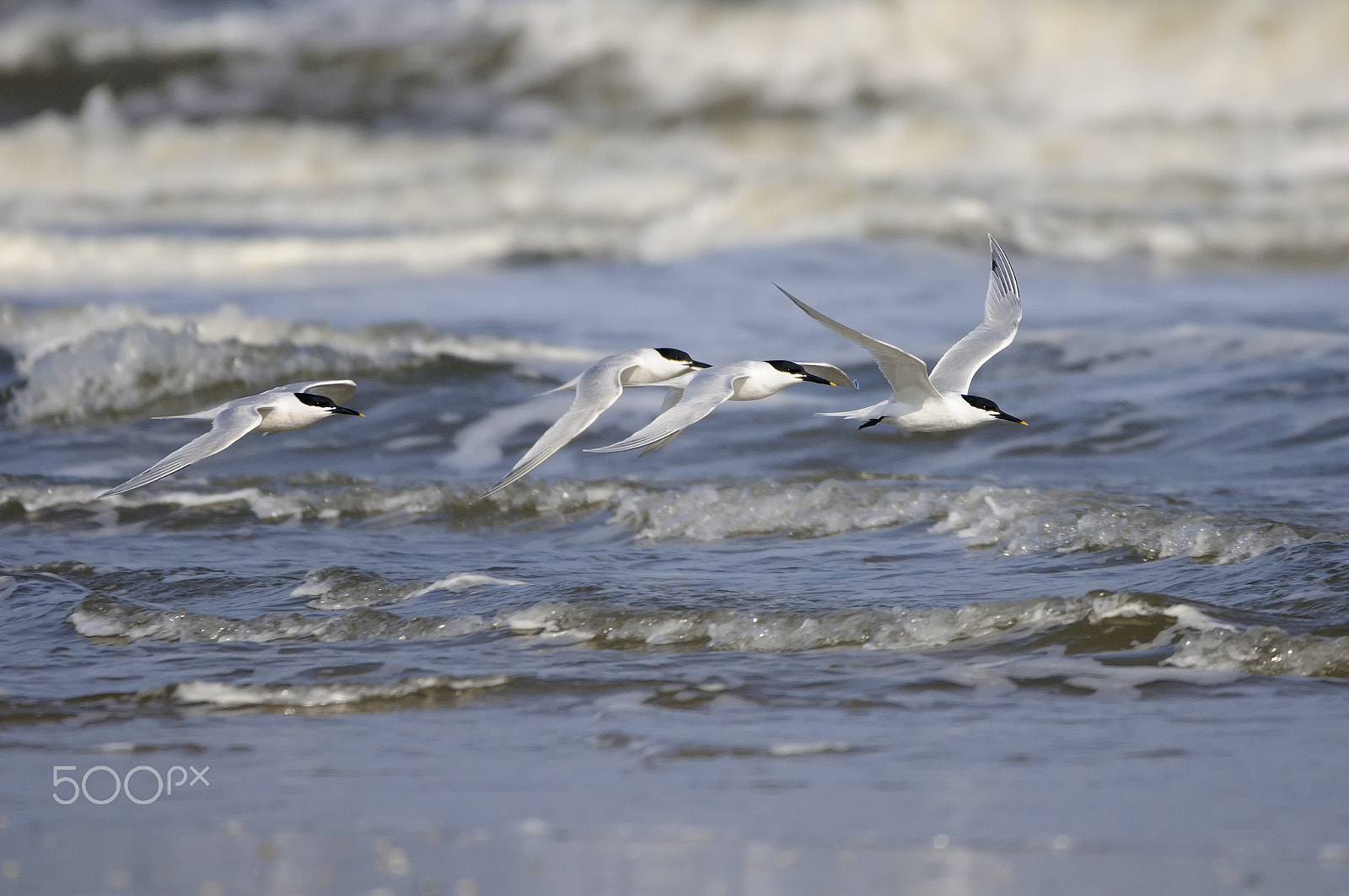 Nikon D300S sample photo. Sandwich terns flying over waves photography