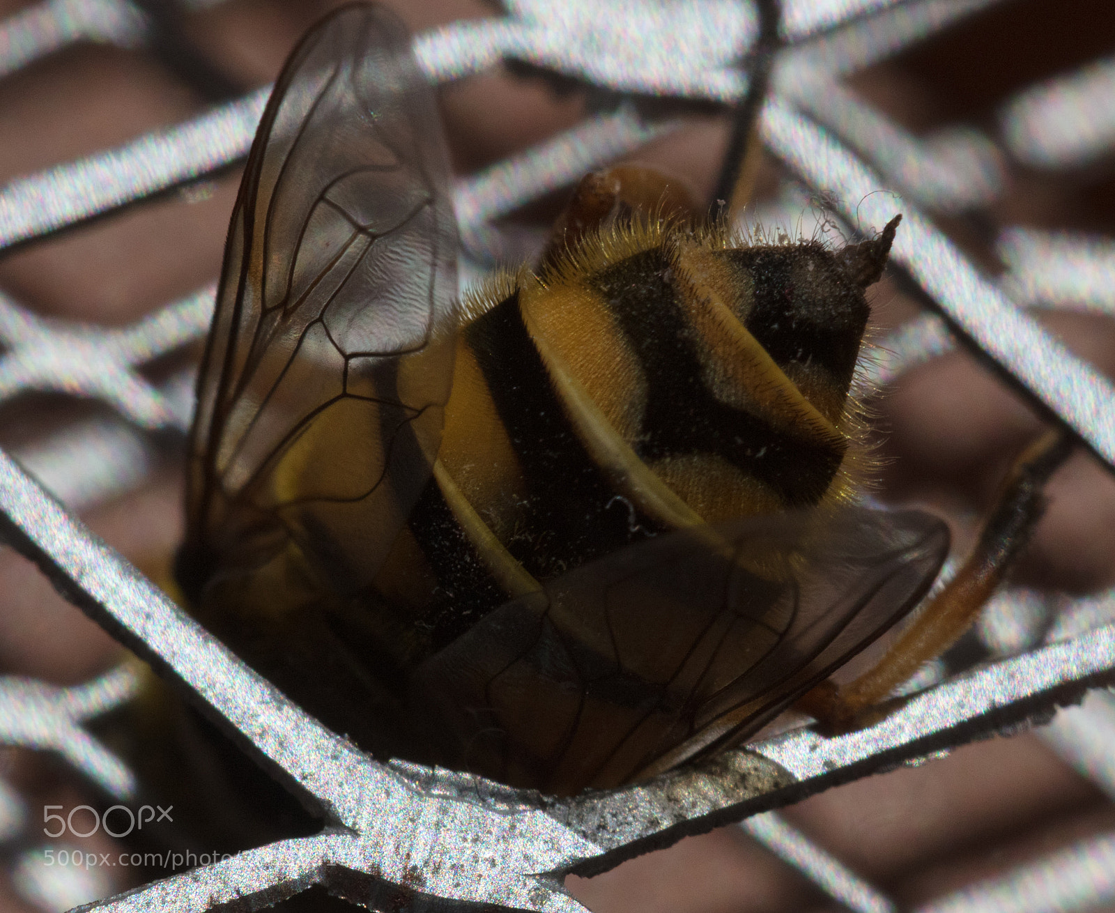 Canon EOS 5DS R sample photo. Macro bee sting photography