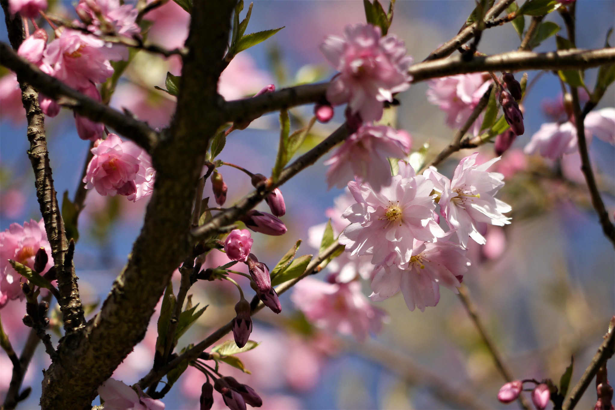Panasonic Lumix DMC-G5 sample photo. Sakura photography