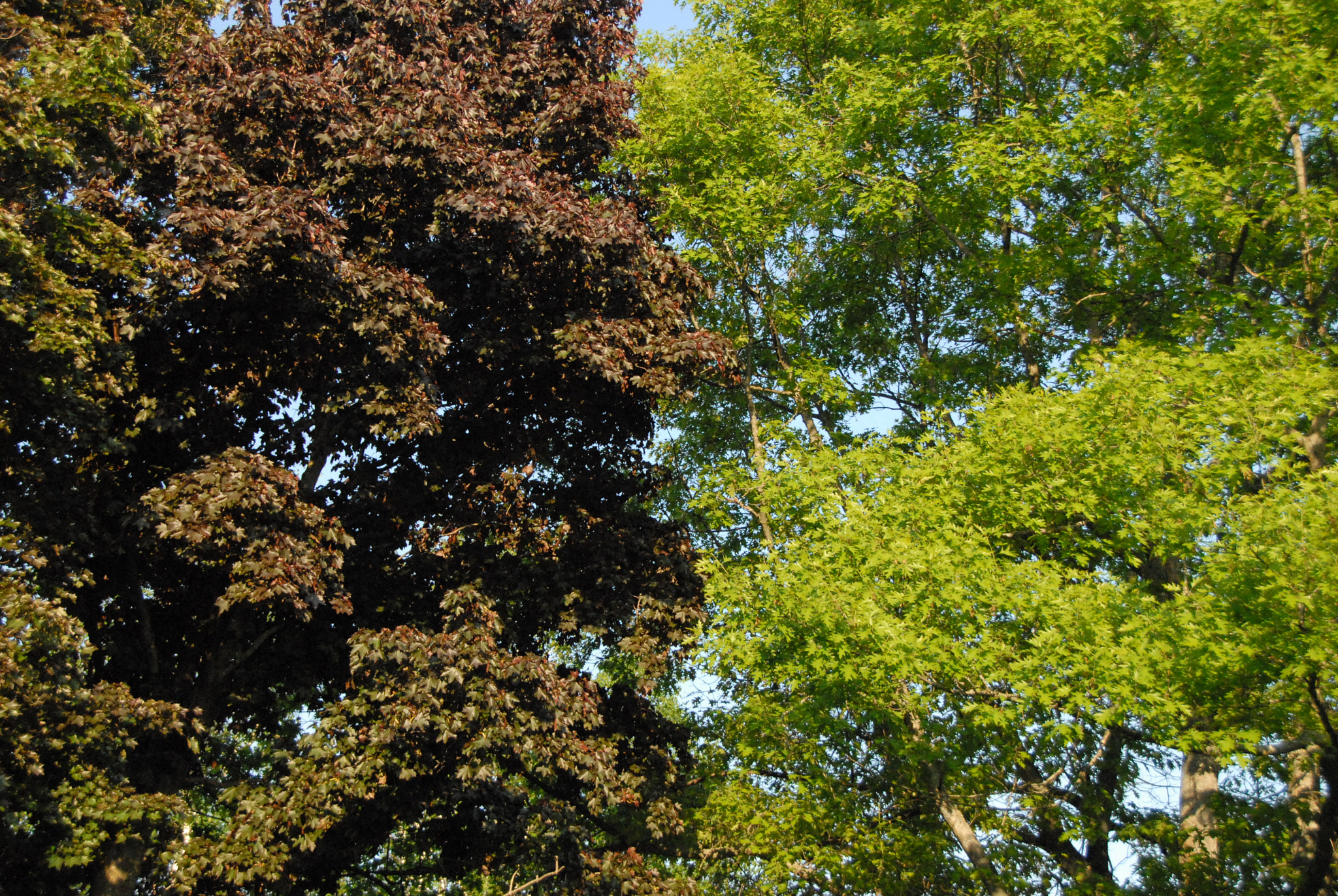 Nikon D200 sample photo. Kur photography