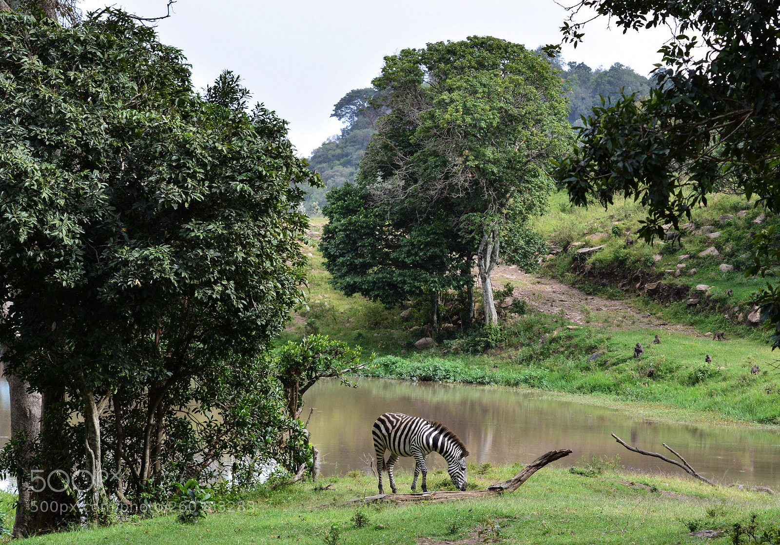 Nikon D5200 sample photo. Zebra photography