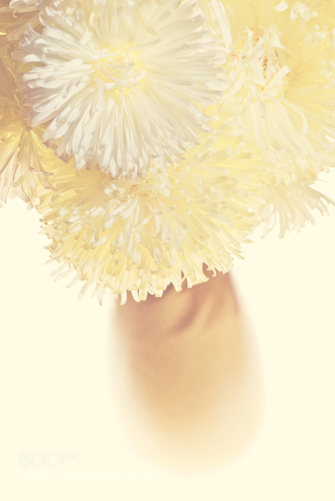 Nikon D800 sample photo. White gerbera in a photography