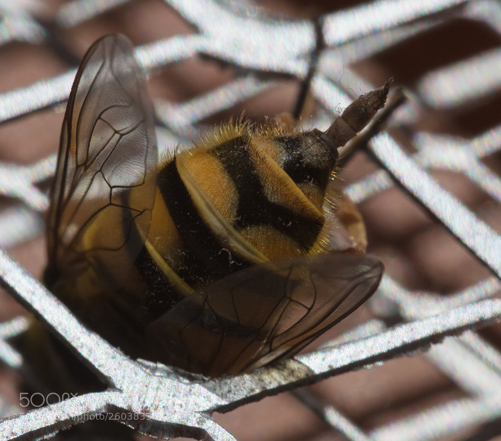 Canon EOS 5DS R sample photo. Macro bee sting photography