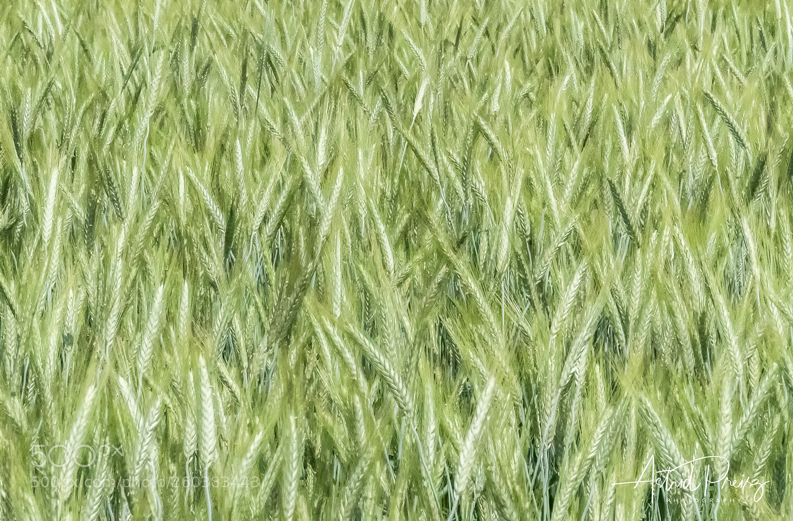 Sony a7 III sample photo. Grain photography