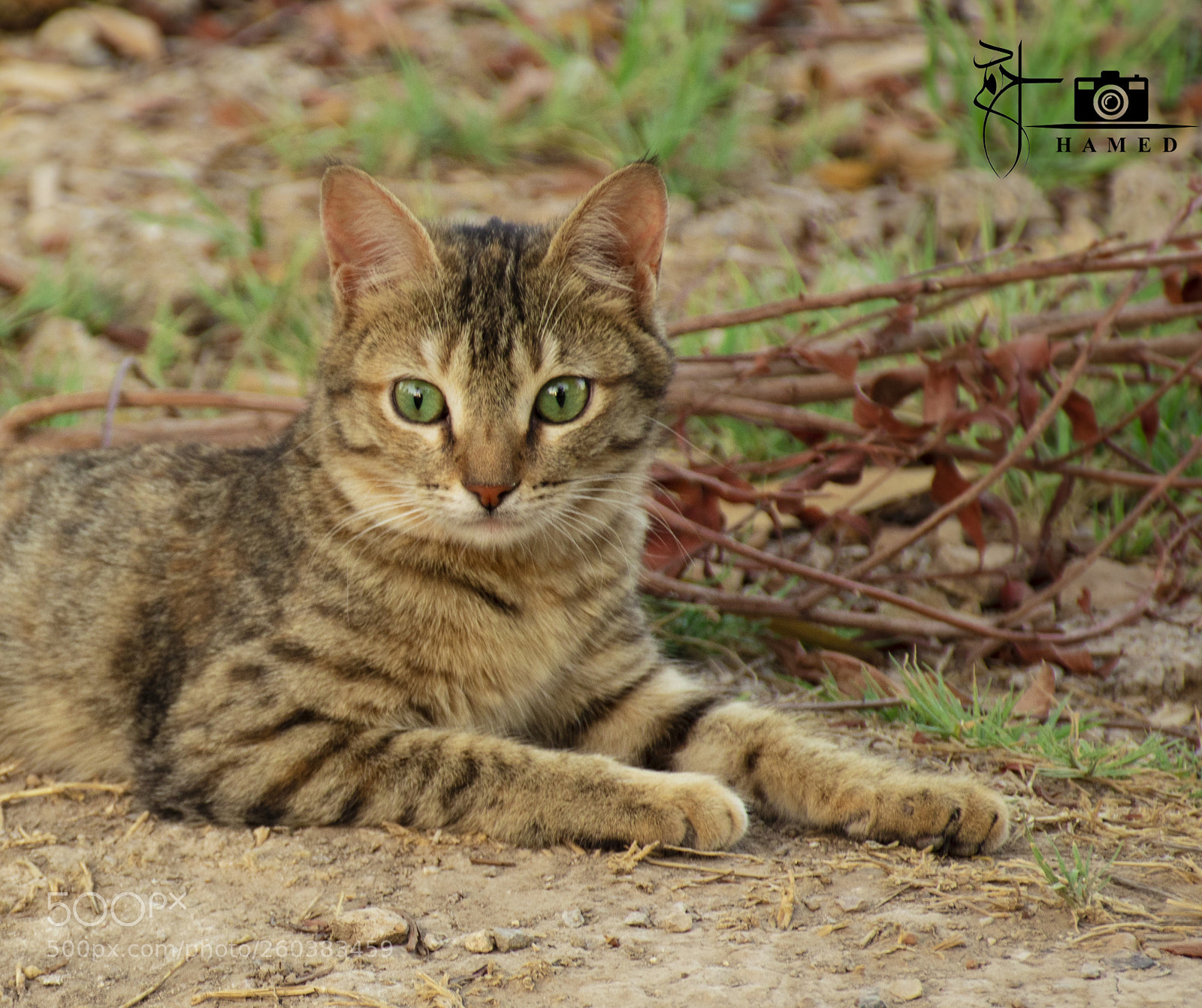 Nikon D5600 sample photo. Iran ,abadan , cats photography