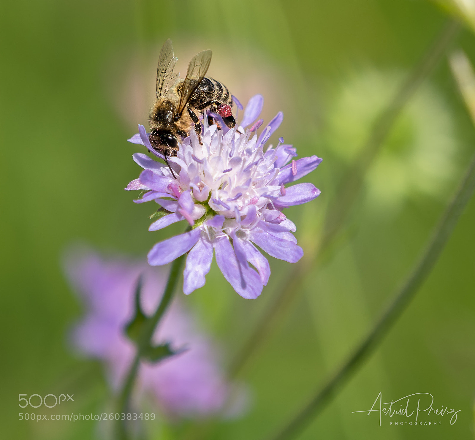 Sony a7 III sample photo. Beeonflower photography