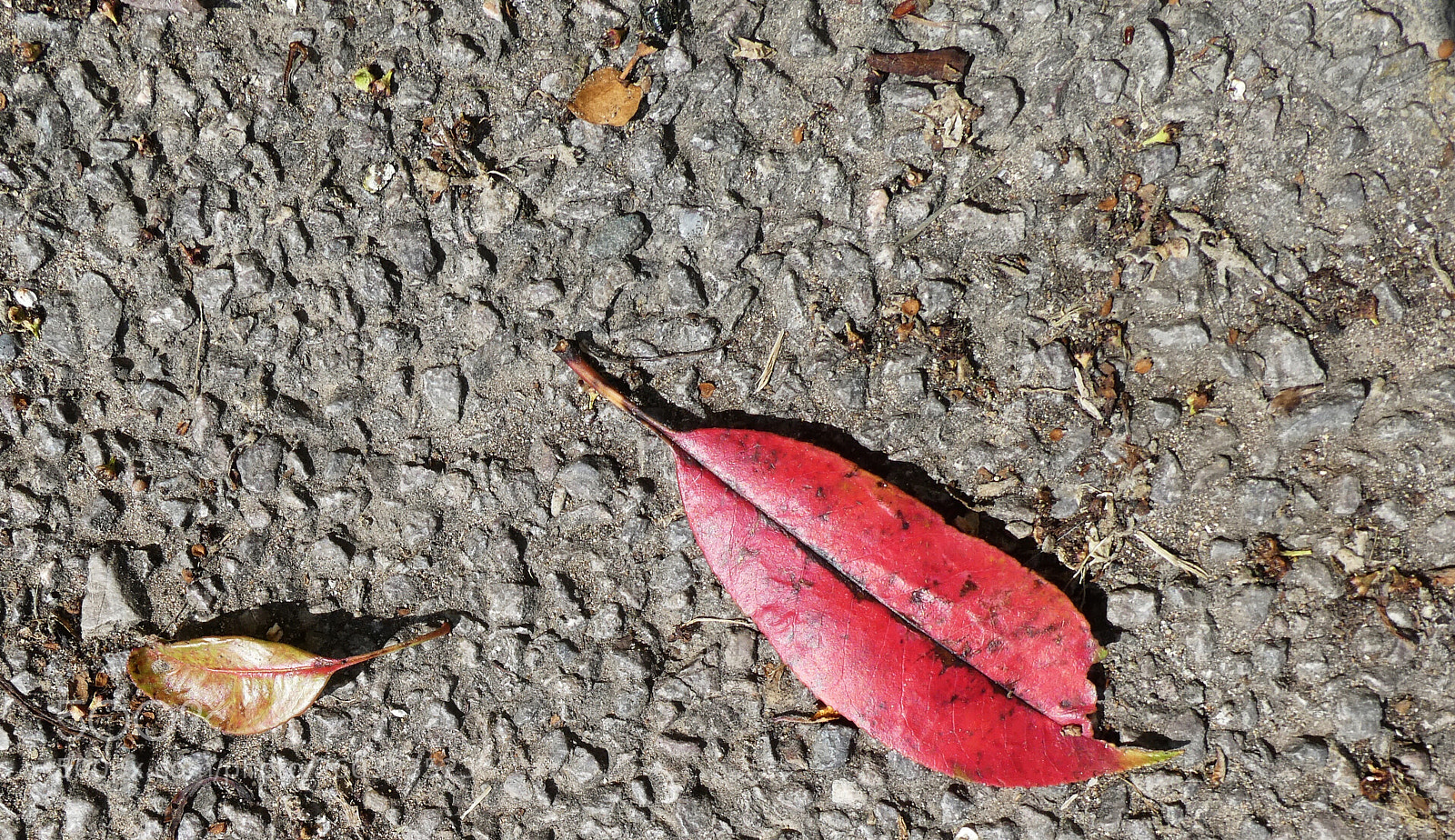 Panasonic Lumix DC-ZS70 (Lumix DC-TZ90) sample photo. Litter photography