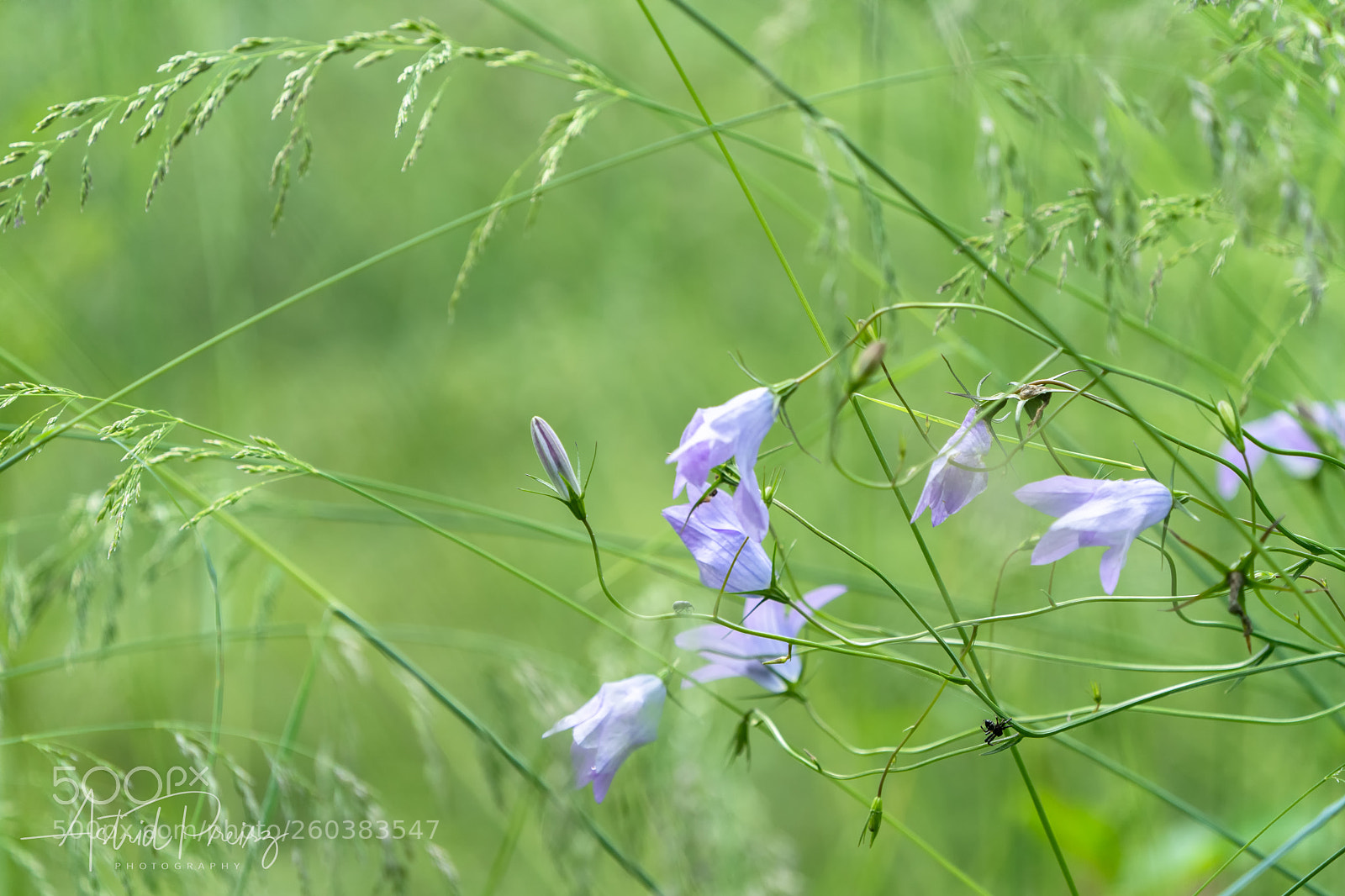 Sony a7 III sample photo. Fowersinthemeadow photography