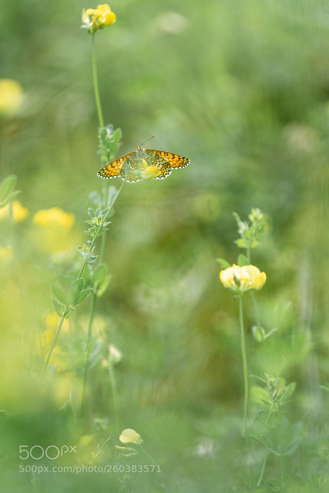 Nikon D500 sample photo. Hp photography